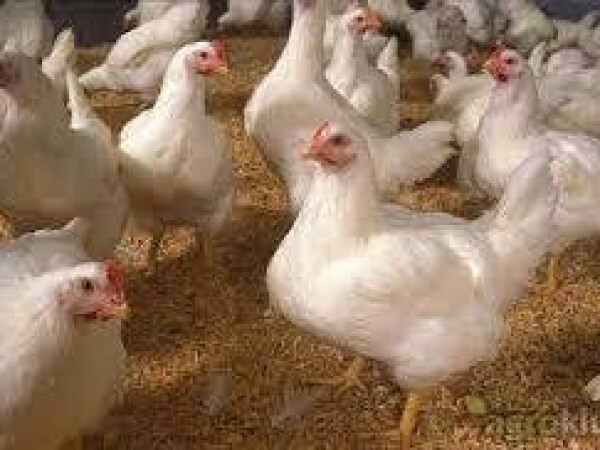 Bijeli pilići - crvene nesilice