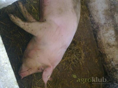 Svinja njemacki landras