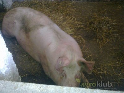 Svinja njemacki landras