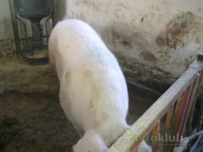 Svinja njemacki landras