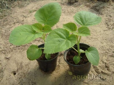 PAULOVNIJA - rasad za junsku sadnju