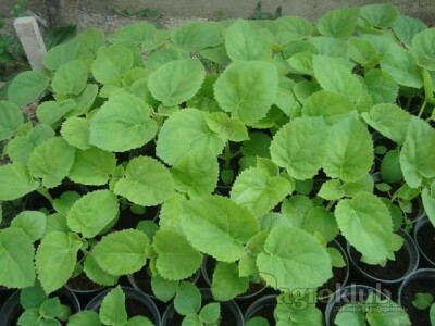 PAULOVNIJA - rasad za junsku sadnju