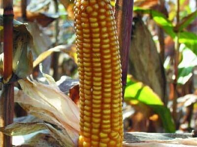 Kukuruz BC191 polutvrdunac FAO 190