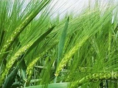 Ozimi ječam BC Favorit