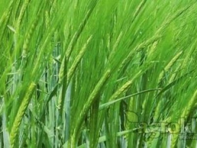 Ozimi ječam BC VEDRAN