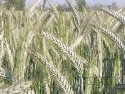 Ozimi tritikale RANKO