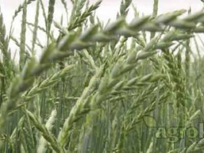 Ozimi pravi pir BC VIGOR