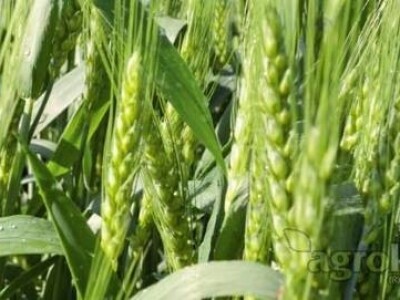 Jara pšenica GORANKA