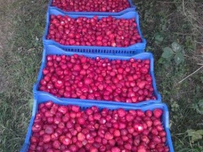 ZENGA sadnica jagode i MALINE