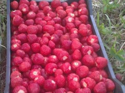 ZENGA sadnica jagode i MALINE