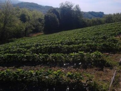 ZENGA sadnica jagode i MALINE