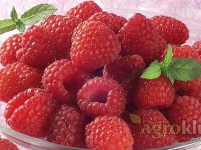 ZENGA sadnica jagode i MALINE