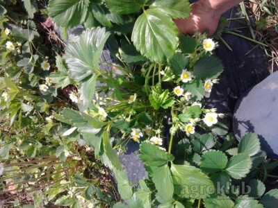 SADNICA JAGODE ZENGE I KLERI