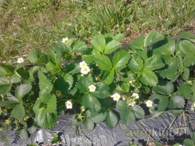 Sadnica JAGODE ZENGE I KLERI