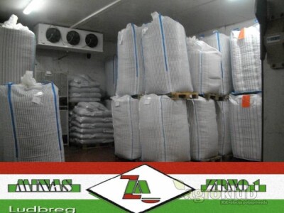 LJEŠNJAK očišćen prodajem