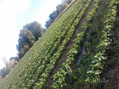 SADNICA JAGODE ZENGE I KLERI