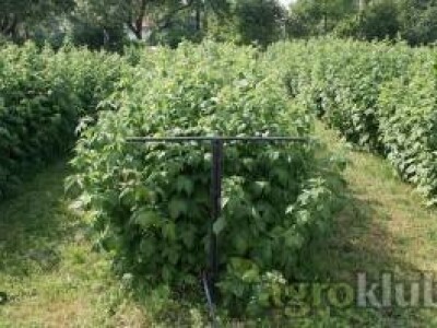 SADNICA JAGODE ZENGE I KLERI