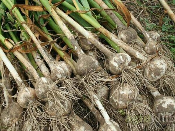 Češnjak - slavonski