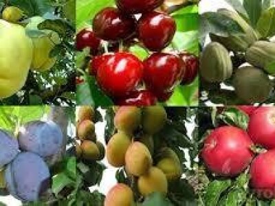 KVALITETNE VOĆNE I LOZNE SADNICE SVIH VRSTA