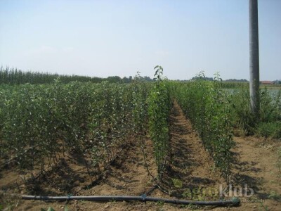 KVALITETNE VOĆNE I LOZNE SADNICE SVIH VRSTA