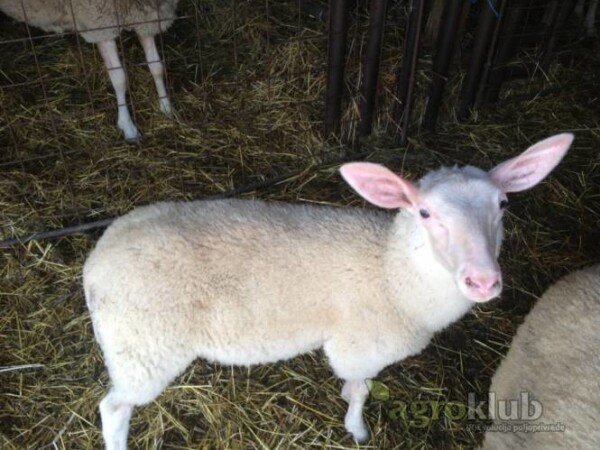 Šilježice Istočnofrizijske ovce