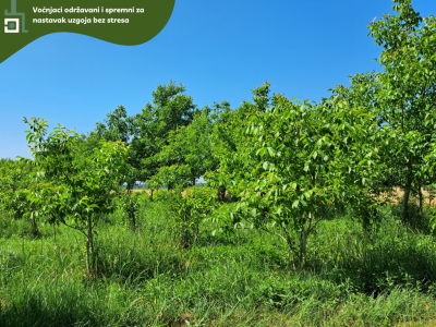5.5 ha voćnjaka, 1500 stabala oraha, EKO OPG, osigurane polj.potpore