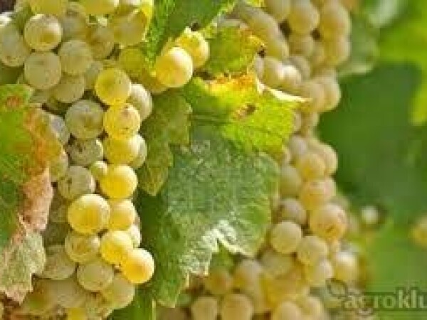 Prodajem grožđe Chardonnay i Traminac, okolica Đakova