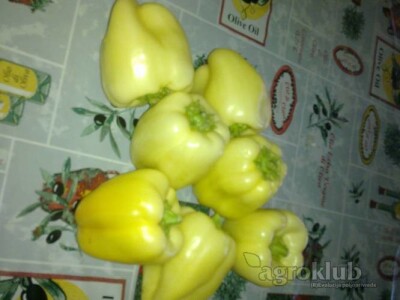 domaća paprika babura