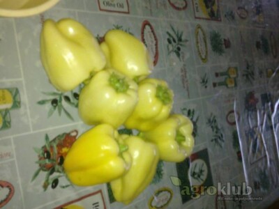 domaća paprika babura