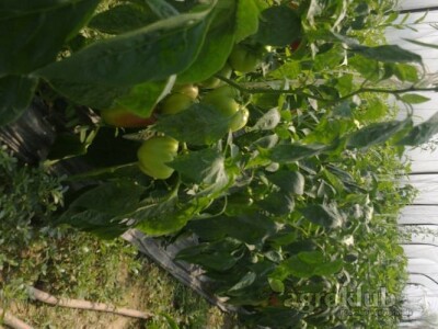 domaća paprika babura