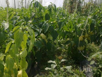 domaća paprika babura