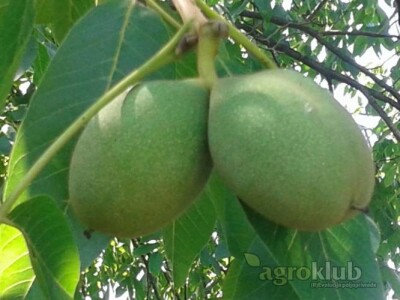 Ponuda VOĆNIH i LOZNIH SADNICA za jesen 2015/proleće 2016god.