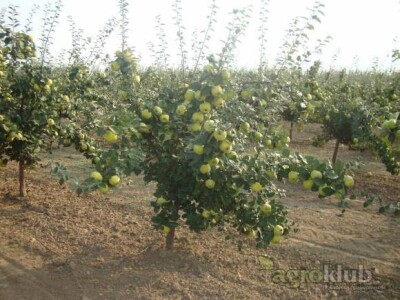 Ponuda VOĆNIH i LOZNIH SADNICA za jesen 2015/proleće 2016god.