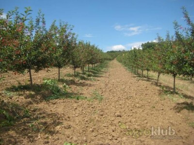 Ponuda VOĆNIH i LOZNIH SADNICA za jesen 2015/proleće 2016god.