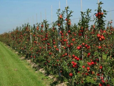 Ponuda VOĆNIH i LOZNIH SADNICA za jesen 2015/proleće 2016god.