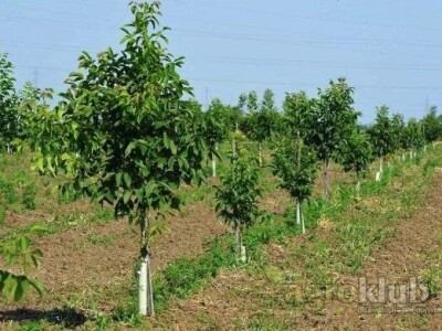 Ponuda VOĆNIH i LOZNIH SADNICA za jesen 2015/proleće 2016god.