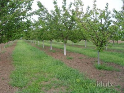 Ponuda VOĆNIH i LOZNIH SADNICA za jesen 2015/proleće 2016god.