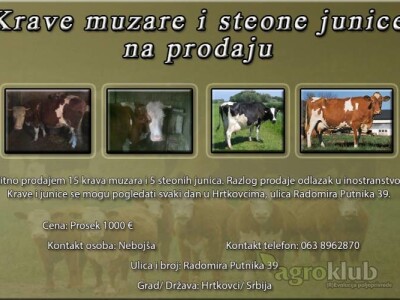 Krave muzare i steone junice na prodaju