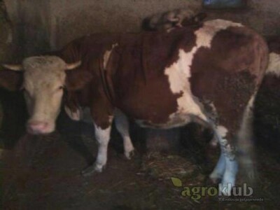 Krave muzare i steone junice na prodaju