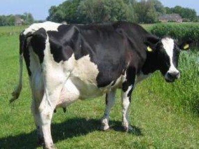 Krave muzare i steone junice na prodaju