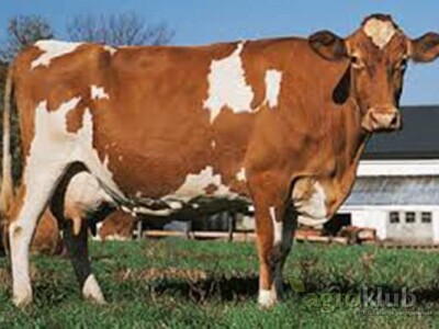 Krave muzare i steone junice na prodaju