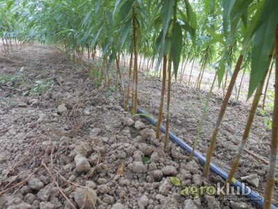 KVALITETNE VOĆNE I LOZNE SADNICE SVIH VRSTA