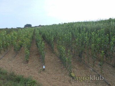 KVALITETNE VOĆNE I LOZNE SADNICE SVIH VRSTA