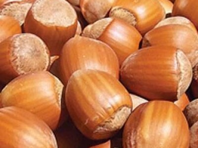 KVALITETNE VOĆNE I LOZNE SADNICE SVIH VRSTA