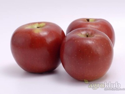 Rozela sorta jabuke