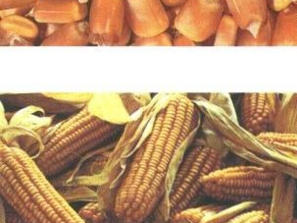 ugovaranje sadnje kukukuruza