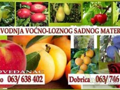 Vocne i lozne sadnice, paulovnija - rasadnik MEDVEDJANAC