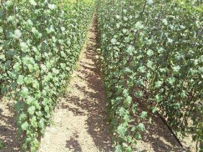 Vocne i lozne sadnice, paulovnija - rasadnik MEDVEDJANAC