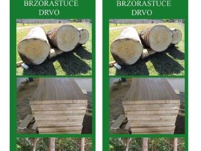 Vocne i lozne sadnice, paulovnija - rasadnik MEDVEDJANAC