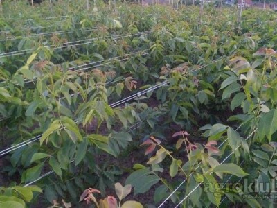 Vocne i lozne sadnice, paulovnija - rasadnik MEDVEDJANAC
